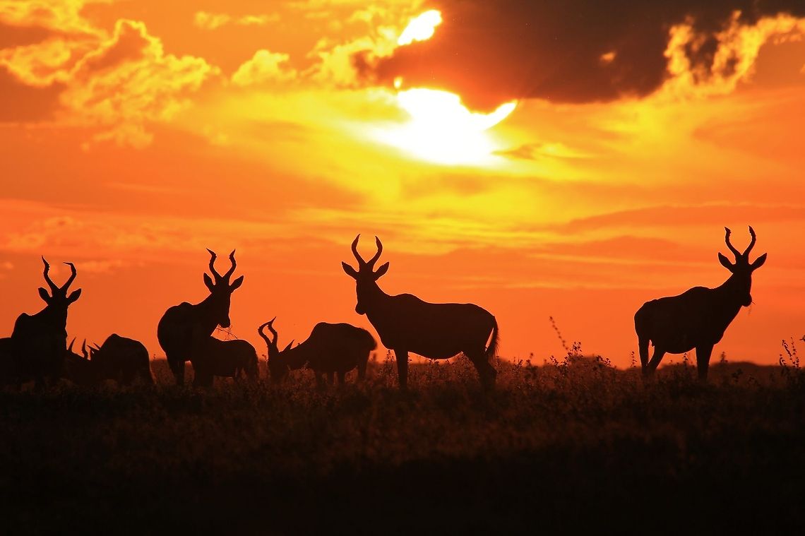 Red Hartebeest - Silhouettes on Gold A herd of Red Hartebeest pose for a sunset photograph, as seen in the wilds of Namibia, southwestern Africa. <br />
<br />
As mentioned, the name Hartebeest is translated from the Afrikaans name, meaning "Heart shaped Cow", referring to the shape of the horns and the species family line (split hoof). Alcelaphus buselaphus caama,Geotagged,Namibia,Red hartebeest,contrast,dusk,golden,herd,outline,shape,silhouette,sunset