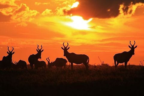 Red Hartebeest - Silhouettes on Gold A herd of Red Hartebeest pose for a sunset photograph, as seen in the wilds of Namibia, southwestern Africa. 

As mentioned, the name Hartebeest is translated from the Afrikaans name, meaning "Heart shaped Cow", referring to the shape of the horns and the species family line (split hoof). Alcelaphus buselaphus caama,Geotagged,Namibia,Red hartebeest,contrast,dusk,golden,herd,outline,shape,silhouette,sunset