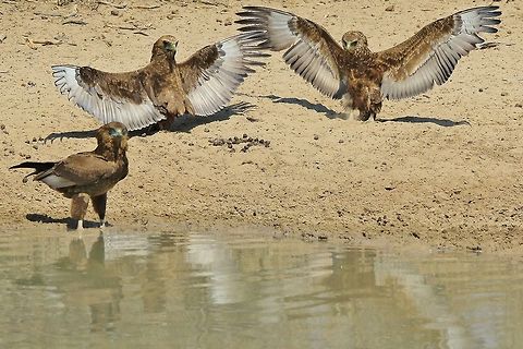 Bateleur Eagles - Posing Power Three young (immature) Bateleur Eagles visit a watering hole, with wings spread out to absorb heat and dry out.  This photograph has always captivated me in the sense of absolute peace.  These large birds will not act like this if they are bothered or disturbed in any way.  The negative part about photographing eagles (at least in my area) is the fact that they seem to visit watering holes right at lunch time (when the sun and light is rather bad with minimal color showing).   Bateleur,Geotagged,Namibia,Terathopius ecaudatus,eaglet,peace,pose,reflection,wings