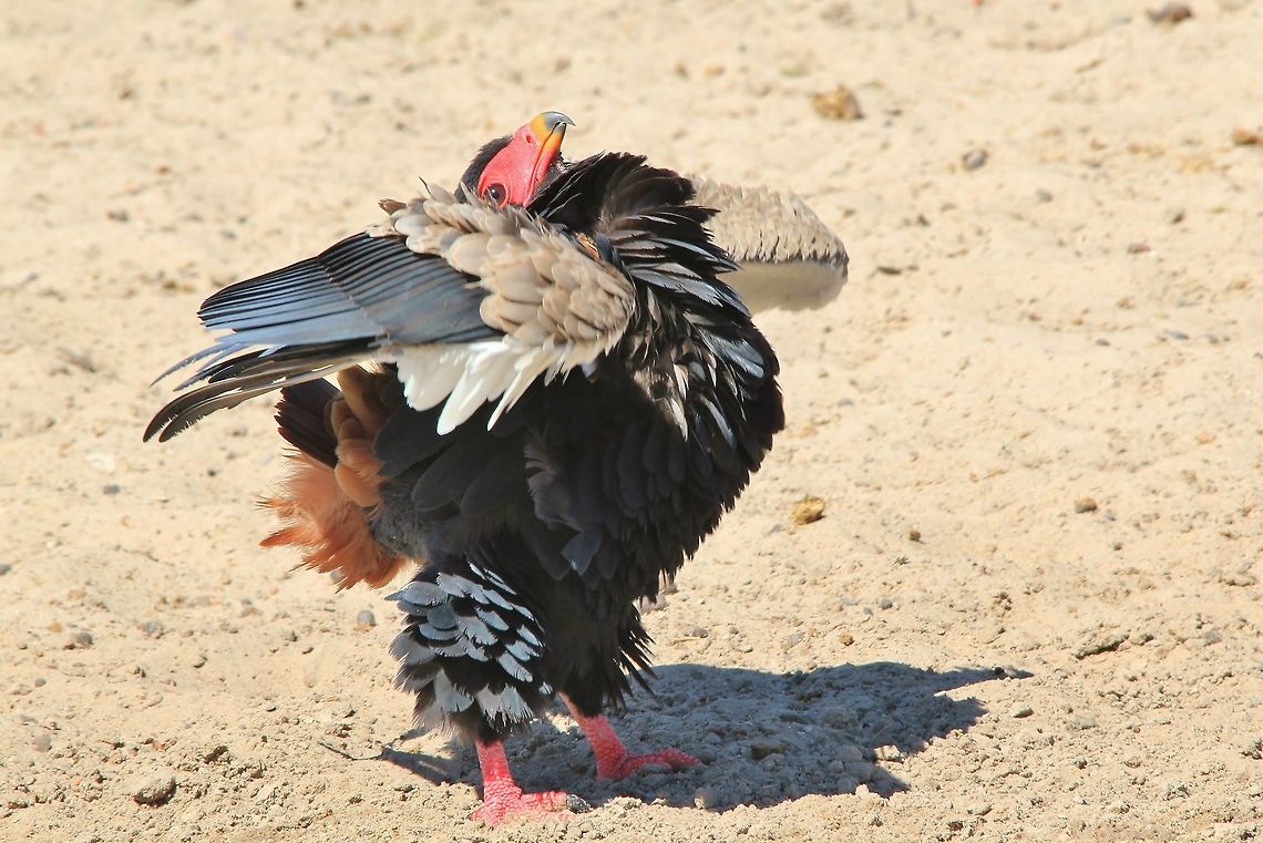 Bateleur Eagle - Impressions of Anger An adult Bateleur Eagle puffs up to warn off other eagles from using its watering hole.  Photographed in the complete wilds of Namibia.  Bateleur,Geotagged,Namibia,Terathopius ecaudatus,anger,angry,captivate,feathers,impressive,plumage,puff,red