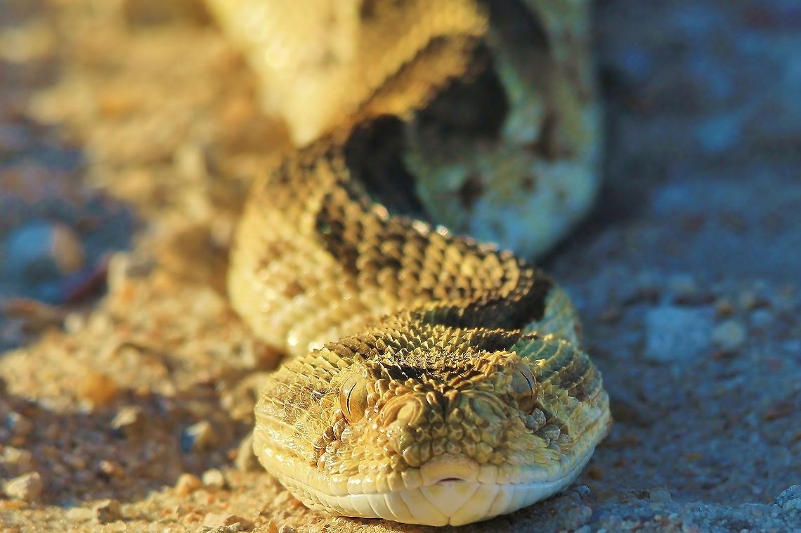 Puffy the Puff Adder A venomous Puff Adder, completely wild and photographed in the wilds of Namibia.  As is common with Adders, the venom from this snake is cyto-toxic, which means the venom literally eats away at flesh and muscles.  <br />
<br />
This snake is extremely well camouflaged and one can easily unknowingly step on it if wandering about.  Luckily, normally, it will make a loud hissing sound when detecting vibrations on the ground from approaching hikers.  It is a docile snake, moving slow, but when it comes to striking, it is lightning vast.  <br />
<br />
Venomous and Dangerous to man.   Bitis arietans,Geotagged,Namibia,adder,camouflage,dangerous,fear,golden,orange,venomous