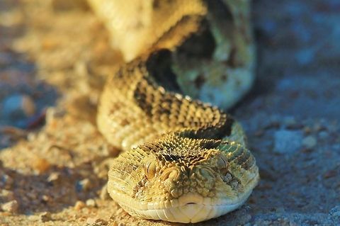 Puffy the Puff Adder A venomous Puff Adder, completely wild and photographed in the wilds of Namibia.  As is common with Adders, the venom from this snake is cyto-toxic, which means the venom literally eats away at flesh and muscles.  

This snake is extremely well camouflaged and one can easily unknowingly step on it if wandering about.  Luckily, normally, it will make a loud hissing sound when detecting vibrations on the ground from approaching hikers.  It is a docile snake, moving slow, but when it comes to striking, it is lightning vast.  

Venomous and Dangerous to man.   Bitis arietans,Geotagged,Namibia,adder,camouflage,dangerous,fear,golden,orange,venomous