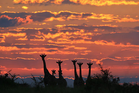 Giraffe - African Wildlife - Sunset Silhouettes A herd of Giraffes against a pink and red sunset sky.   Geotagged,Giraffa camelopardalis,Giraffe,Namibia,dusk,herd,pink,red,sky,sunset