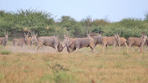 Cape Eland - Impressing the Girls A pair of Cape Eland fight over mating rights as the herd looks on.

The difference between a Cape and Livingstone Eland is that the Livingstone has 9 and more white stripes over the body, while the Cape Eland has less than 9 stripes.  The bodies, horns and coloring look rather similar.  

The Eland is also drought resistant, meaning it only needs to drink water once every 4 days.  A tough and hardy.  A fully grown bull will in at around 800 to 1 000 kg, and these bulls will turn dark grey, or blue.  At this stage, at about 12 years old, they become the breeding bulls.  Common eland,Geotagged,Namibia,Taurotragus oryx,aggression,anger,dominate,fight,herd,horns,intimidate,tough