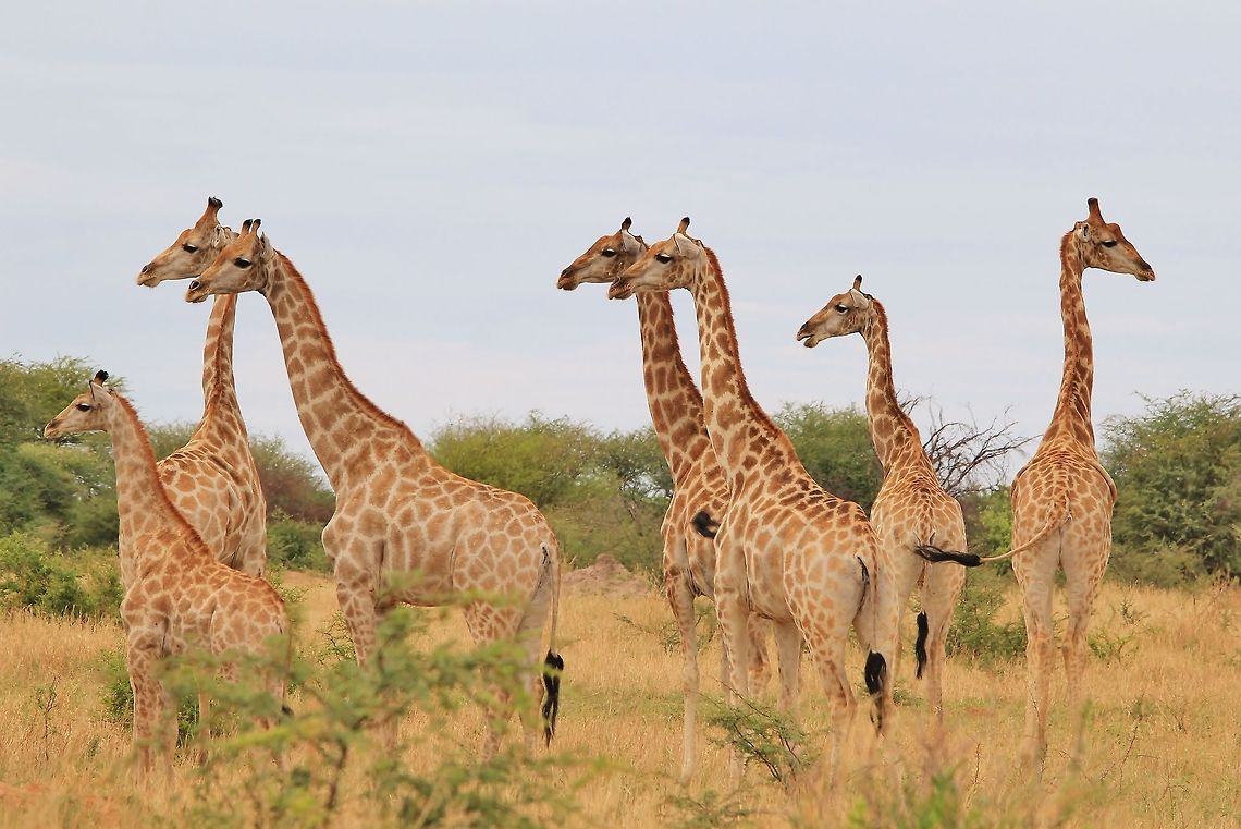 Giraffe - Funny Nature I absolutely love this photograph of a herd of Southern African Giraffes, photographed in the wilds of Namibia, southwestern Africa.<br />
<br />
As the herd looks into one direction of interest, a loner looks off in completely the different direction.  Thus an image of humor is created through the antics of wildlife free in nature gorgeous.   Geotagged,Giraffa camelopardalis,Giraffe,Namibia,alert,curious,fun,funny,herd,hilarious,humor,look,pattern