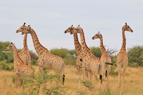 Giraffe - Funny Nature I absolutely love this photograph of a herd of Southern African Giraffes, photographed in the wilds of Namibia, southwestern Africa.

As the herd looks into one direction of interest, a loner looks off in completely the different direction.  Thus an image of humor is created through the antics of wildlife free in nature gorgeous.   Geotagged,Giraffa camelopardalis,Giraffe,Namibia,alert,curious,fun,funny,herd,hilarious,humor,look,pattern