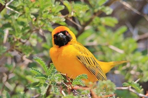 Southern Masked Weaver - Posing Plumage A Southern Masked Weaver male in full breeding plumage.  I will shortly post a photograph of exactly the same bird (also a male), but which is not in full breeding plumage.  This species is very entertaining and committed.  Geotagged,Namibia,Ploceus velatus,Southern masked weaver,breeding plumage,golden,plumage,yellow
