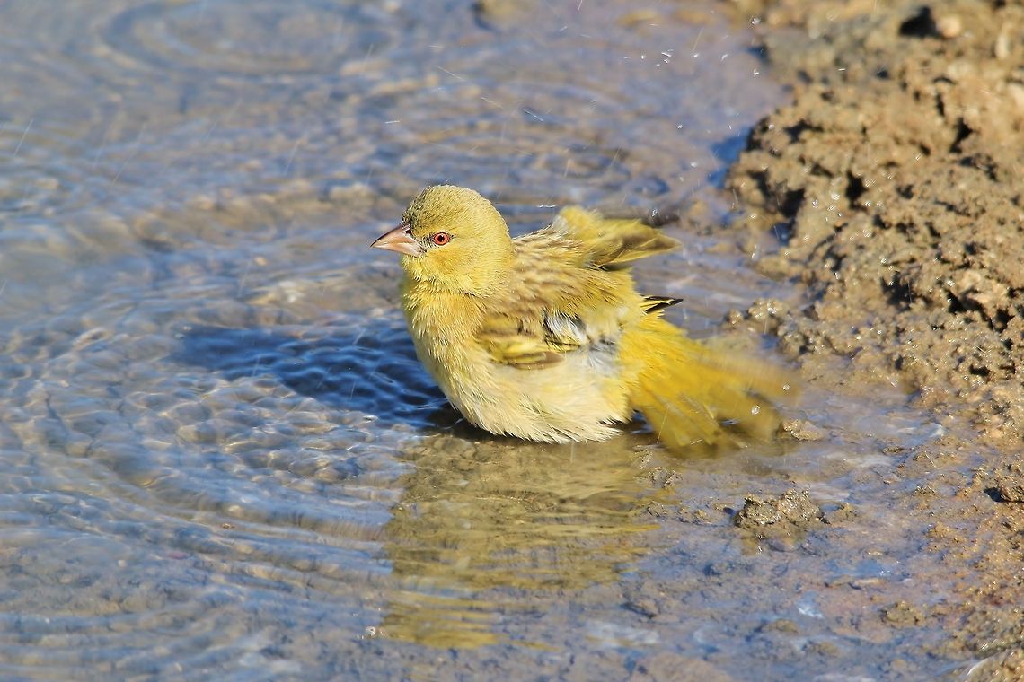 Southern Masked Weaver - Splash of Color A Southern Masked Weaver male in non-breeding plumage takes a cooling bath / swim.  The difference between in plumage between breeding and non-breeding is tremendous.   Geotagged,Namibia,Ploceus velatus,Southern masked weaver,bath,blue,colorful,funny,red,swim,yellow