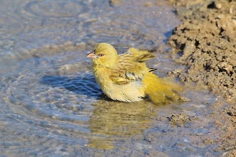 Southern Masked Weaver - Splash of Color A Southern Masked Weaver male in non-breeding plumage takes a cooling bath / swim.  The difference between in plumage between breeding and non-breeding is tremendous.   Geotagged,Namibia,Ploceus velatus,Southern masked weaver,bath,blue,colorful,funny,red,swim,yellow