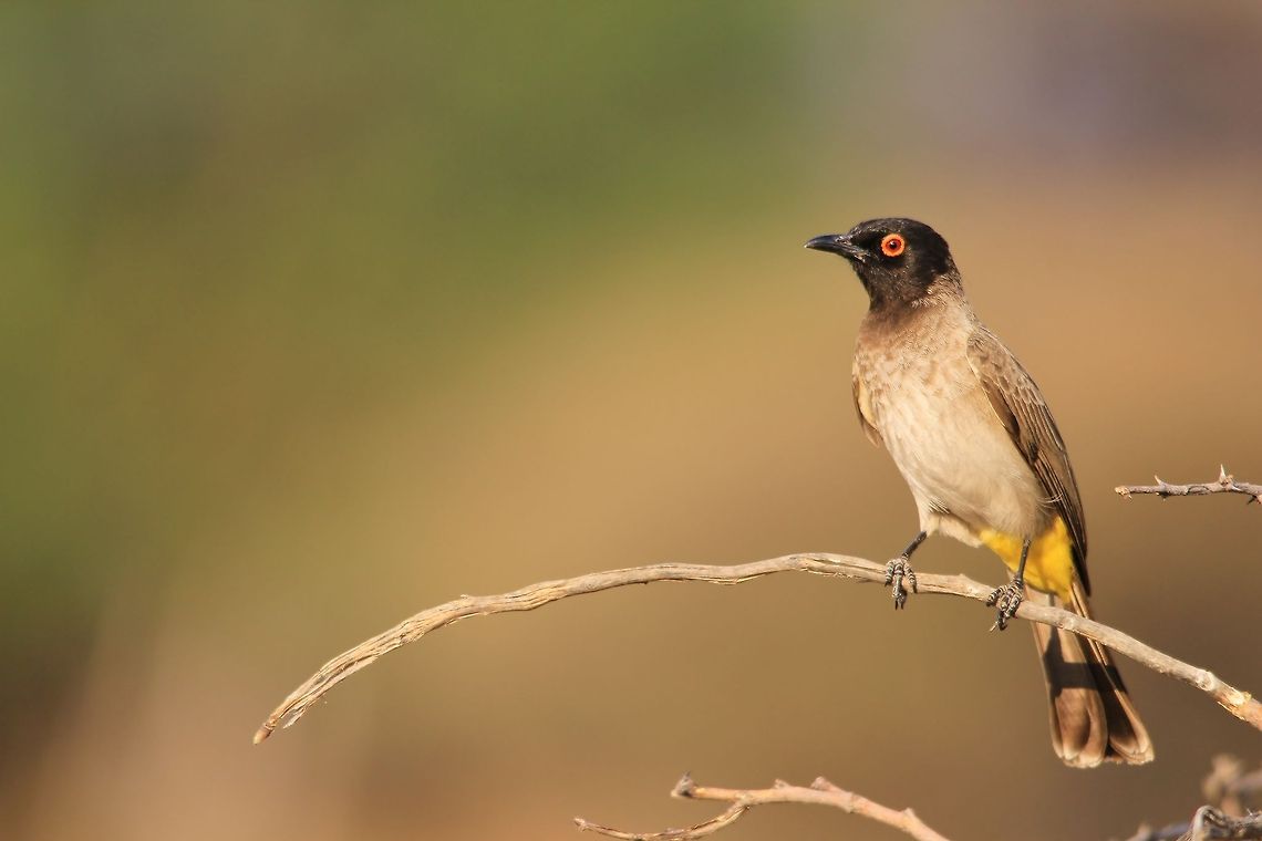 African Red-eyed Bulbul - Curve of Color An African Red-eyed Bulbul poses on a curved branch, as seen in the wilds of Namibia, southwestern Africa.  African red-eyed bulbul,Common Bulbul,Geotagged,Namibia,Pycnonotus barbatus,Pycnonotus nigricans,avian,bird,branch,curve,focus,plumage,red,yellow