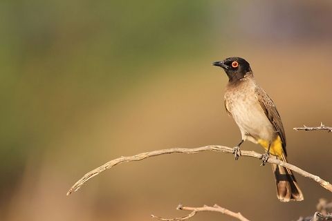 African Red-eyed Bulbul - Curve of Color An African Red-eyed Bulbul poses on a curved branch, as seen in the wilds of Namibia, southwestern Africa.  African red-eyed bulbul,Common Bulbul,Geotagged,Namibia,Pycnonotus barbatus,Pycnonotus nigricans,avian,bird,branch,curve,focus,plumage,red,yellow