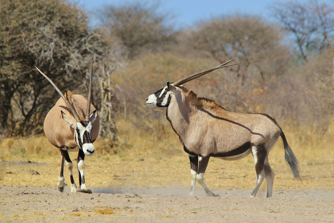 Oryx fight - Dominance and Intimidation A pair of Oryx cows (pregnant) engage in a fight over dominance.  Even among females a hierarchy exist.    Gemsbok,Geotagged,Namibia,Oryx gazella,aggression,anger,cows,fight,horns,intimidate