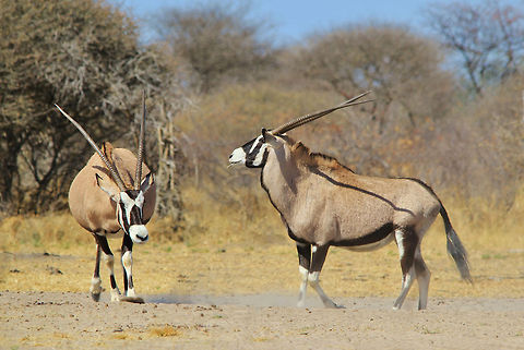 Oryx fight - Dominance and Intimidation A pair of Oryx cows (pregnant) engage in a fight over dominance.  Even among females a hierarchy exist.    Gemsbok,Geotagged,Namibia,Oryx gazella,aggression,anger,cows,fight,horns,intimidate