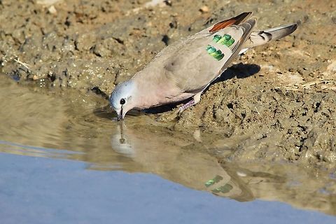 Emerald-spotted Dove - Reflection of Pattern and Color An Emerald-spotted, or Green-spotted Dove takes a drink of water with its reflection showing on the water.  These little doves are absolutely gorgeous, and shy.  They are loners, visiting watering holes individually and very rarely in pairs or flocks.   Emerald-spotted Wood Dove,Geotagged,Namibia,Turtur chalcospilos,green,happy,joy,pleasure,quench,reflection,thirst,water