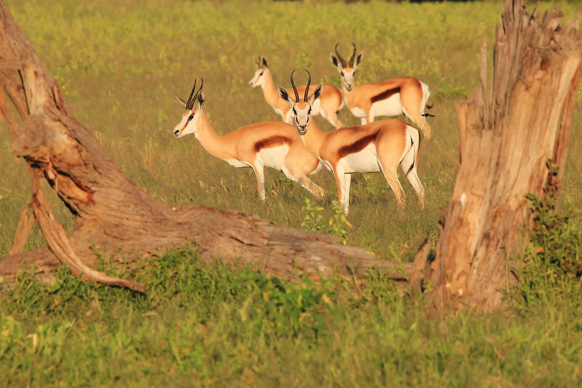 Springbok herd - Natural Framing A herd of Springbok gathers on an open field, naturally framed by an old dead tree.  Photographed in the wilds of Namibia, southwestern Africa.  Antidorcas marsupialis,Geotagged,Namibia,Springbok,field,framed,herd,horns,markings,old,pattern,tree