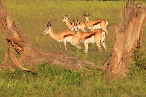Springbok herd - Natural Framing A herd of Springbok gathers on an open field, naturally framed by an old dead tree.  Photographed in the wilds of Namibia, southwestern Africa.  Antidorcas marsupialis,Geotagged,Namibia,Springbok,field,framed,herd,horns,markings,old,pattern,tree