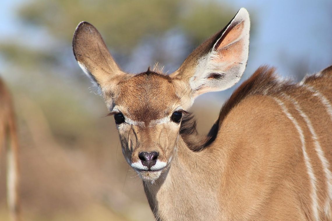Kudu Calf - Ears of Format and Face of Adornment A Greater Kudu calf poses for a classic photograph.  With those enormous ears this species can pick up the slightest noise from far away.  <br />
<br />
It is said that when God created the earth and all the animals on it, He was so pleased with His Kudu creation that he rubbed his thumbs from eye to eye.  Thus this classic white stripe was made between the two eyes.   Geotagged,Greater Kudu,Namibia,Tragelaphus strepsiceros,alert,calf,chevron,cute,ears,grey ghost,listen,markings,pattern,stripes