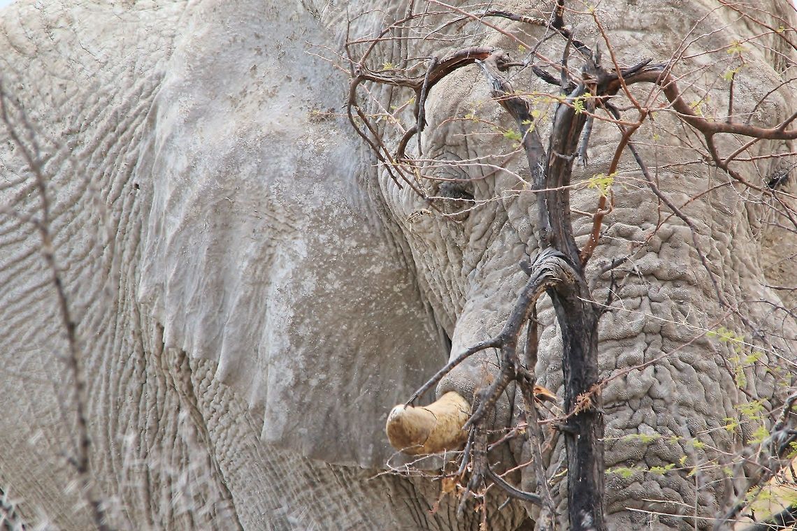 African Elephant - Hiding the Obvious An African Elephant bull "hides" behind a very small tree, relaxed and in tranquil rhythm with Nature.  African elephant,Geotagged,Loxodonta africana,Namibia,animal,bull,elephant,enormous,funny,ivory,mammal,pachyderm,rest,sleep,tranquil,tusk
