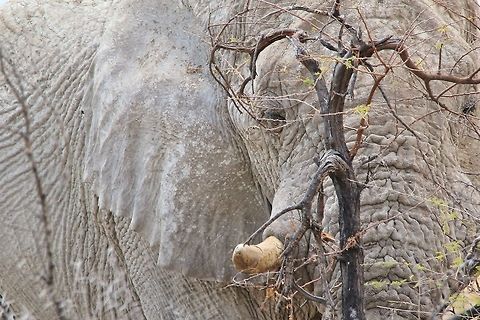 African Elephant - Hiding the Obvious An African Elephant bull "hides" behind a very small tree, relaxed and in tranquil rhythm with Nature.  African elephant,Geotagged,Loxodonta africana,Namibia,animal,bull,elephant,enormous,funny,ivory,mammal,pachyderm,rest,sleep,tranquil,tusk