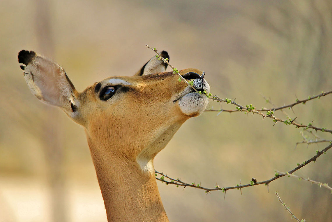 Common Impala Ewe - Eating Healthy A Common Impala ewe chews at fresh, new buds from a thorn bush, as seen in the wilds of Namibia, southwestern Africa.  Aepyceros melampus,Geotagged,Impala,Namibia,buds,chew,delicate,eat,ewe,fine,funny,green,healthy,lips,orange,tawny