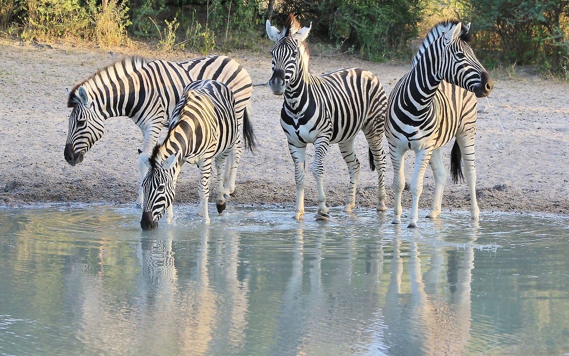 Burchell's Zebra - Reflections and Patterns A small group of Burchell&#039;s Zebra visit a watering hole at dusk, their patterns and reflection mixing up well to create an image of light and shadows.  Burchells zebra,Equus quagga burchellii,Geotagged,Namibia,black,markings,pattern,reflection,stripes,water,white