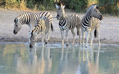 Burchell's Zebra - Reflections and Patterns A small group of Burchell's Zebra visit a watering hole at dusk, their patterns and reflection mixing up well to create an image of light and shadows.  Burchells zebra,Equus quagga burchellii,Geotagged,Namibia,black,markings,pattern,reflection,stripes,water,white