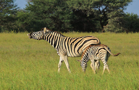 Burchell's Zebra - Be Happy A Burchell's Zebra mare and foal express their happiness as the wander on a green field in peace and freedom.  Photographed in Namibia, southwestern Africa.  Burchells zebra,Equus quagga burchellii,Geotagged,Namibia,foal,free,fun,funny,hilarious,humor,mare,markings,pattern,peace,smile,stripes