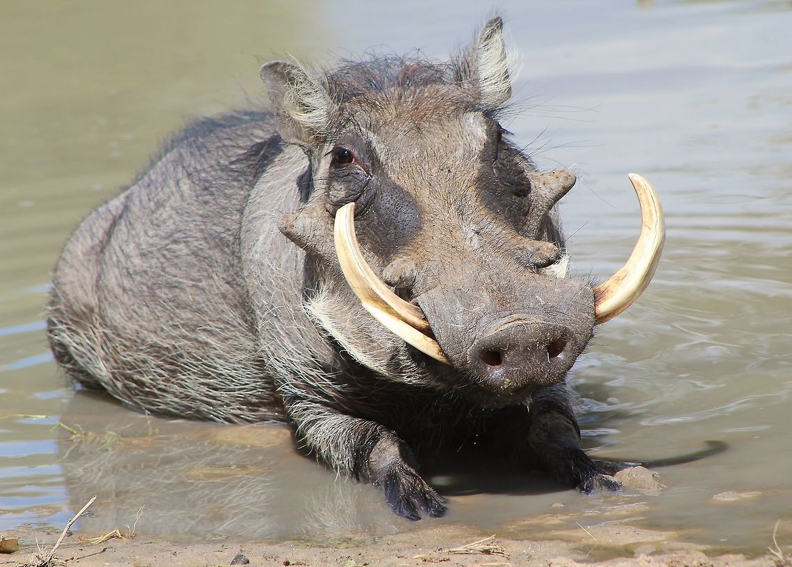 Warthog Boar - Nothing better than a Mud bath A large tusked Warthog boar (note the large &quot;warts&quot; under his eyes - with a female these warts are a quarter of the size) takes a cooling swim during a hot summer&#039;s day.  Photographed in Namibia, southwestern Africa.  Geotagged,Namibia,Phacochoerus africanus,Warthog,bath,boar,cool off,funny,hog,humor,male,relax,summer,swim,tusks