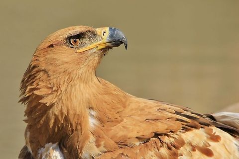 Tawny Eagle - Looking towards the Skies An adult Tawny Eagle looks up towards the skies, in search of other eagles wanting to use its watering hole.  Eagles in general do not like to share, especially water.   Aquila rapax,Geotagged,Namibia,Tawny Eagle,beak,colorful,eye,focus,golden,pose,serious,stare