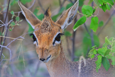 Damara Dik-dik - Nosed up A Damara Dik-dik, as photographed in the wilds of Africa.  Although this photograph leaves much to desire for, it is indicative of the unique snout / nose of this rare and very small antelope species.  Geotagged,Kirks dik-dik,Madoqua kirkii,Namibia,adorable,antelope,beautiful,cute,fantastic,markings,nose,petite,rare,small,snout