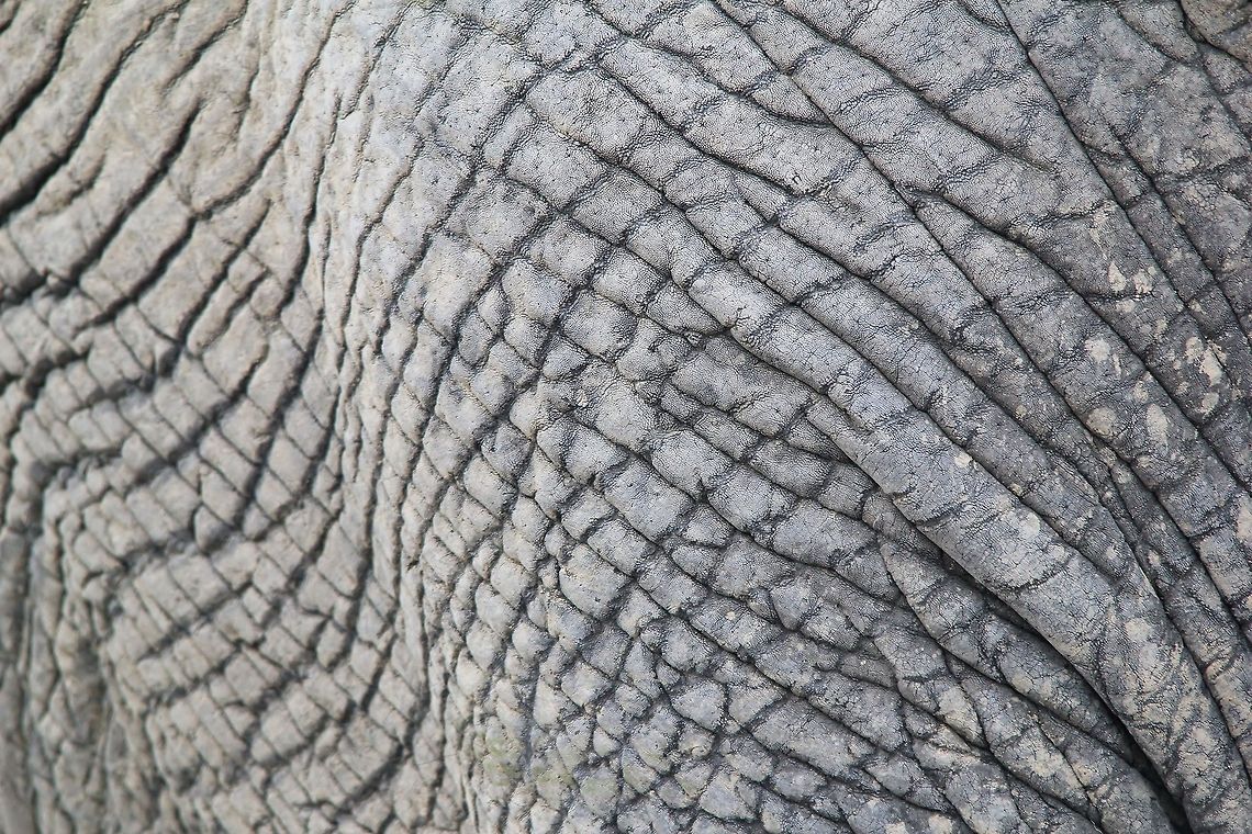African Elephant Skin - Natural Textures A rather abstract shot of a live Elephant&#039;s (African) skin, indicative of natural textures and patterns that entertain.  African bush elephant,Geotagged,Loxodonta africana,Namibia,grey,leather,pattern,skin,texture