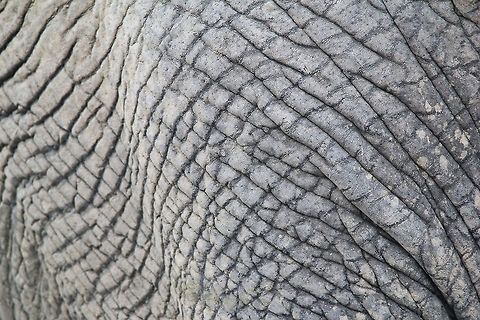African Elephant Skin - Natural Textures A rather abstract shot of a live Elephant's (African) skin, indicative of natural textures and patterns that entertain.  African bush elephant,Geotagged,Loxodonta africana,Namibia,grey,leather,pattern,skin,texture