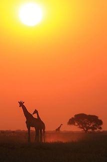 Giraffe Silhouette - Sunset of Peace Giraffe silhouettes against an African sunset, with a Camel-thorn tree in the background.  As browsers, Giraffes love the Acacia (thorn trees / bush) species.   Geotagged,Giraffa camelopardalis,Giraffe,Namibia,golden,peace,silhouette,sunset,tree