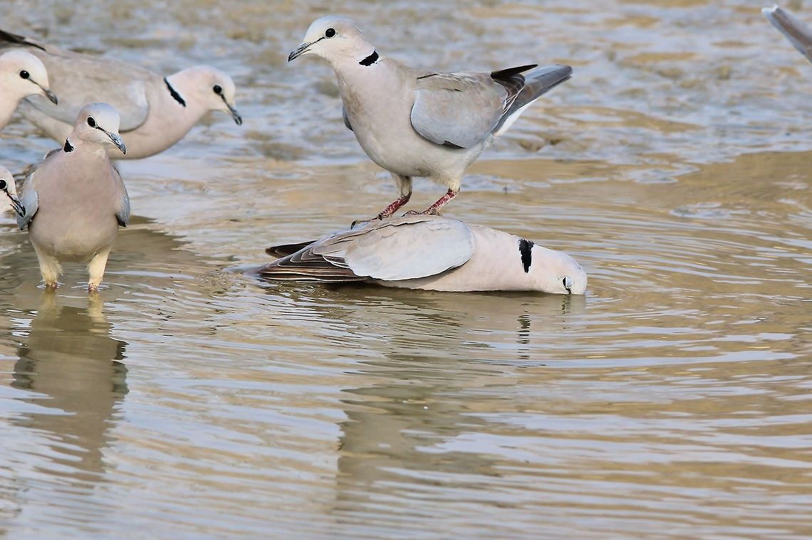 Cape Turtle Dove - Thirst has no Boundaries A Cape Turtle Dove sits on another as the competition to quench thirst continues.  Photographed in the wilds of Africa.  Geotagged,Namibia,Ring-necked dove,Streptopelia capicola,drink,funny,hilarious,humor,quench,water