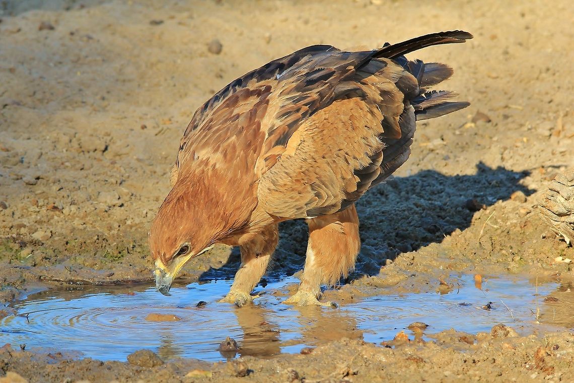 Tawny Eagle - The Study of Water An adult Tawny Eagle closely inspects a point where water flows from a small fountain, clearly entertained.  Photographed in the wilds of Namibia, southwestern Africa.  Aquila rapax,Geotagged,Namibia,Tawny Eagle,blue,eagle,fountain,funny,golden,humor,inspect,raptor,study,water