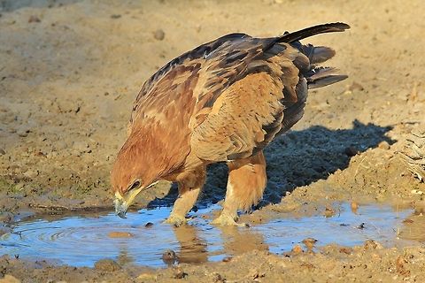 Tawny Eagle - The Study of Water An adult Tawny Eagle closely inspects a point where water flows from a small fountain, clearly entertained.  Photographed in the wilds of Namibia, southwestern Africa.  Aquila rapax,Geotagged,Namibia,Tawny Eagle,blue,eagle,fountain,funny,golden,humor,inspect,raptor,study,water