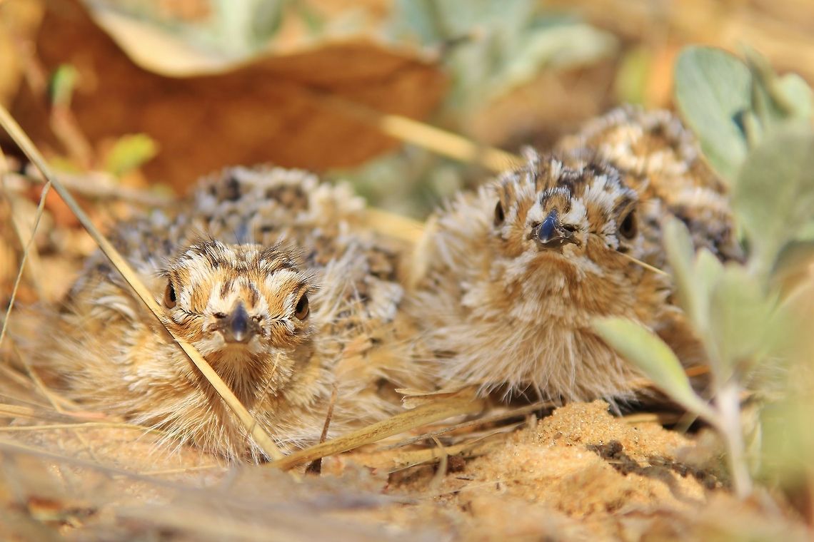 Burchell's Sandgrouse A pair of very well camouflaged Burchell's Sandgrouse chicks.  The parents will "hide" the chicks in underbrush until they are able to fly.  Chicks are very difficult to identify ... had it not been for the parents being present, it would not be possible to identify these chicks.   Needless to say, Jackals, Eagles and all varieties of raptors and scavengers easily prey on these vulnerable chicks.  Burchells sandgrouse,Geotagged,Namibia,Pterocles burchelli,camouflage,chicks,cute,hidden,hide,small,vulnerable