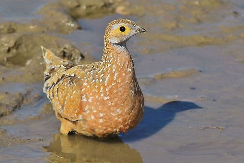 Burchell's Sandgrouse - Camouflage Master An adult Burchell's Sandgrouse visits a watering hole, in full display of its impressive camouflage markings.   Burchells sandgrouse,Geotagged,Namibia,Pterocles burchelli,camouflage,markings,pattern,spots,water
