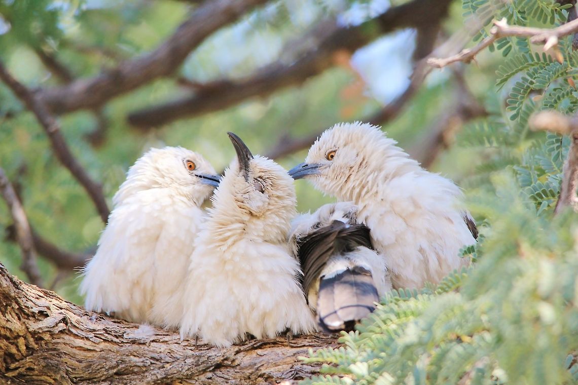 Southern Pied Babbler - Grooming Fun and Pleasure Southern Pied Babblers groom a lucky bird, as photographed in the wilds of Namibia, southwestern Africa.  These birds are very social and remain in flocks of up to 8 or so birds.   Geotagged,Namibia,Southern pied babbler,Turdoides bicolor,enjoy,fun,funny,groom,pleasure,social