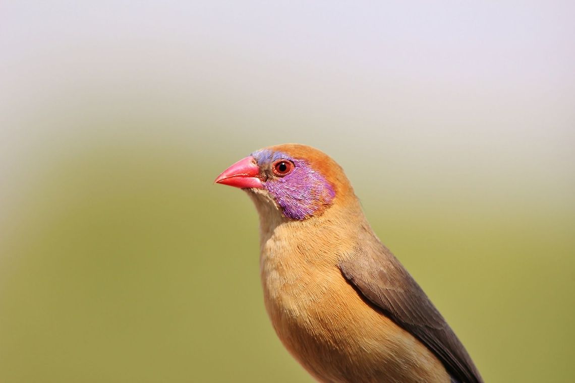 Violet-eared Waxbill female - Posing Colors A Violet-eared Waxbill female poses with colors vibrant and bright.  Photographed in the wilds of Namibia, southwestern Africa.  These small birds are very quick and will only gather in flocks around watering holes.   Geotagged,Namibia,Uraeginthus granatinus,Violet-eared waxbill,beautiful,colorful,pose,purple,vibrant,violet