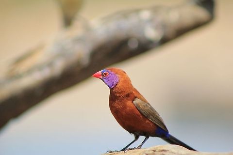 Violet-eared Waxbill male - Colorful Nature A Violet-eared Waxbill male poses with colors beautiful and striking.  Photographed in the wilds of Namibia, southwestern Africa.  Geotagged,Namibia,Uraeginthus granatinus,Violet-eared waxbill,beautiful,colorful,male,purple,red,violet