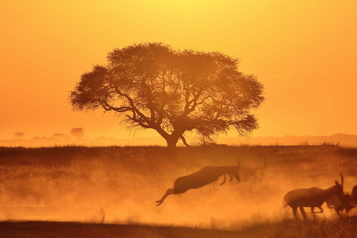 Camel-thorn Tree - Sharing a Golden Sunset with Blesbok An African sunset with a herd of Blesbok running in front of a majestic and old Camel-thorn tree (Acacia erioloba).  Photographed in Namibia, southwestern Africa.  Geotagged,Namibia,Vachellia erioloba,beautiful,blesbok,dusk,fauna,flora,golden,inspire,old,peace,sunset,tree