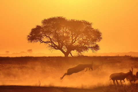 Camel-thorn Tree - Sharing a Golden Sunset with Blesbok An African sunset with a herd of Blesbok running in front of a majestic and old Camel-thorn tree (Acacia erioloba).  Photographed in Namibia, southwestern Africa.  Geotagged,Namibia,Vachellia erioloba,beautiful,blesbok,dusk,fauna,flora,golden,inspire,old,peace,sunset,tree