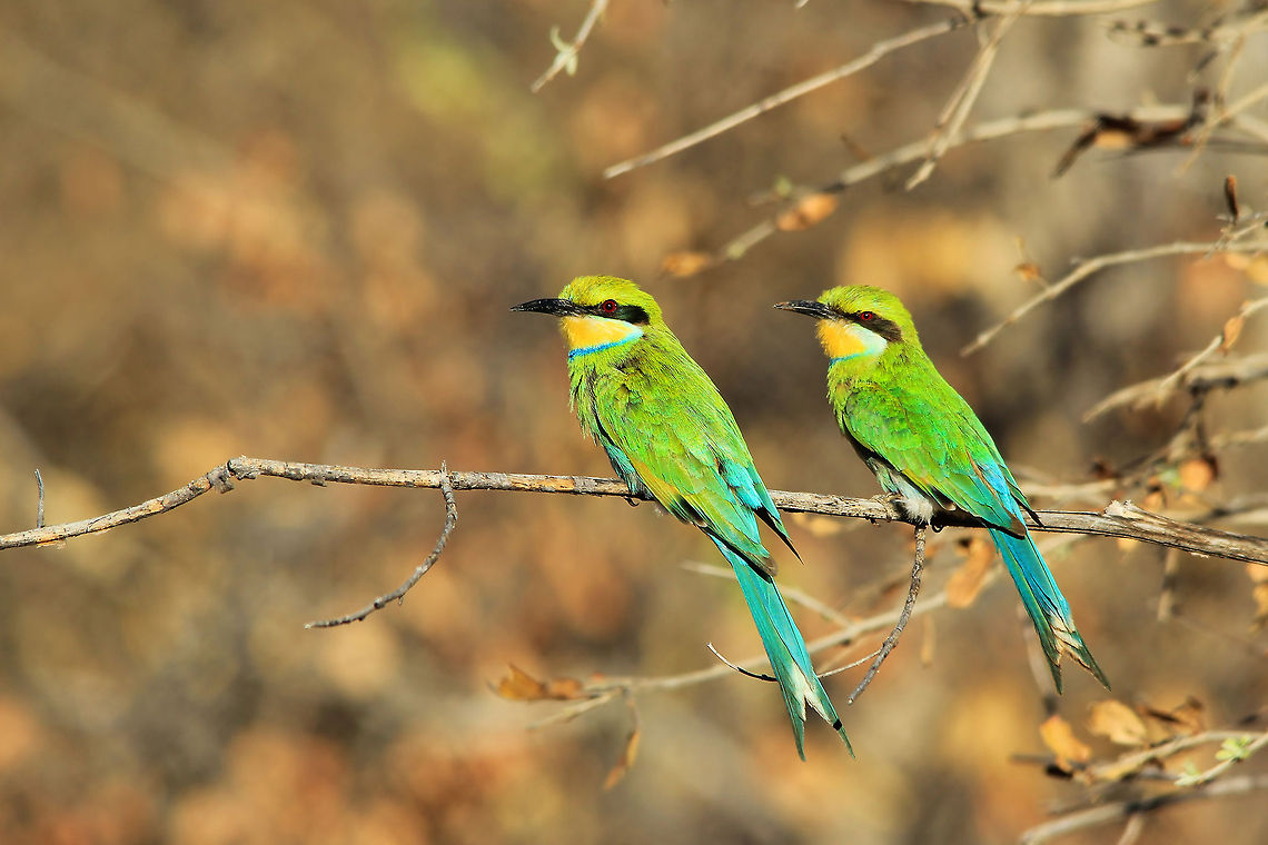 Swallow-tailed Bee-eater - Like Mom An adult Swallow-tailed Bee-eater mom (sitting on the left as you view the picture) with her rather large chick, nearly in full adult plumage.  Theses gorgeous birds are striking to say the least, like all other Bee-eater species out there.  Quick and nimble, they will catch their prey (insects, bugs, flies etc. ) while in flight.  Sometimes one can hear a loud crack when these birds hunt for food ... a trick used to concuss their prey while in flight (I would assume they do this using or flapping their wings in a different manner for a split second, creating a cracking sound).  <br />
<br />
 This specific mother Bee-eater was catching bugs and returning to feed her chick with it.  The youngster leisurely sat and waited for his food to be delivered ... all the while learning from his pro mom.   Geotagged,Merops hirundineus,Namibia,Swallow-tailed bee-eater,Winter,blue,bright,colorful,green,pair,perch,vivid,yellow