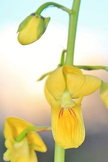Ground Orchid - Yellow Beauty from the Bush This image shows the interior petal markings of a Ground Orchid.  This plant flowers at the start of the rainy season and then completely disappears into the ground (it is a corn / tuber plant) during winter months.  The entire plant can grow to about a meter tall, with a single green stalk and multiple flowers blooming from it.  Eulophia speciosa,Geotagged,Namibia,Spring,beautiful,bloom,eulophia speciosa,flower,golden,orchid,rare,summer,yellow