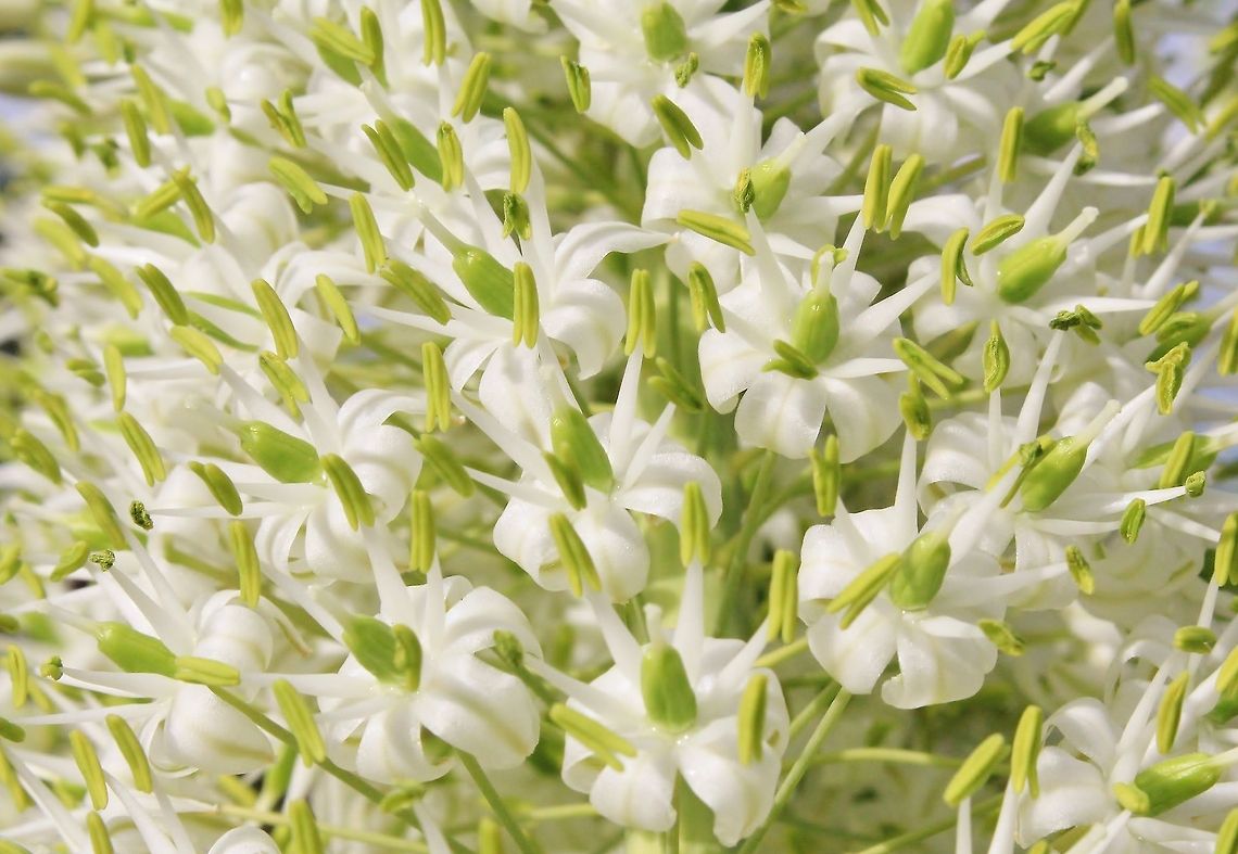 Snake-head Bloom - Deadly beauty This cluster of flowers from the Snake-head flower (Drimia altissima) normally occurs during the start of the Namibian summer.  It will be the first green shoots appearing after a dry and brown winter.  Domestic animals (such as cattle) will easily and readily eat this plant, and then, after drinking water, die.  This plant contains strychnine poison.   Drimia altissima,Geotagged,Namibia,Spring,Tall white squill,bloom,dangerous,deadly,flower,green,poisonous,toxic,toxin,white
