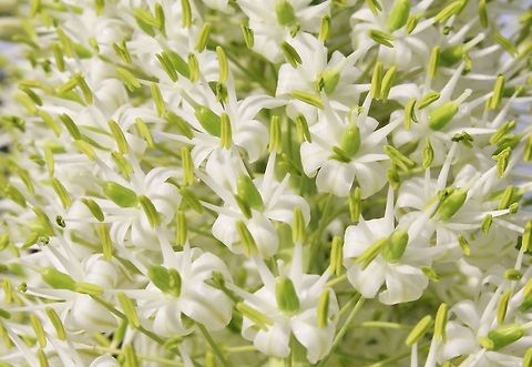 Snake-head Bloom - Deadly beauty This cluster of flowers from the Snake-head flower (Drimia altissima) normally occurs during the start of the Namibian summer.  It will be the first green shoots appearing after a dry and brown winter.  Domestic animals (such as cattle) will easily and readily eat this plant, and then, after drinking water, die.  This plant contains strychnine poison.   Drimia altissima,Geotagged,Namibia,Spring,Tall white squill,bloom,dangerous,deadly,flower,green,poisonous,toxic,toxin,white
