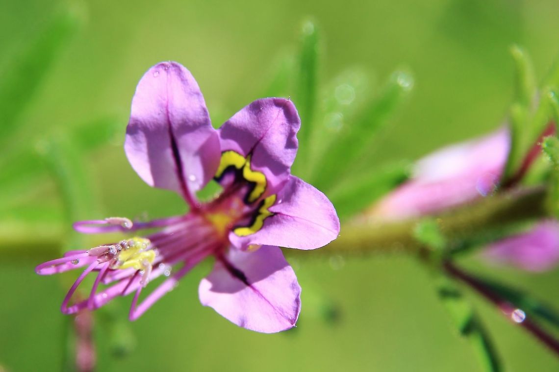 Pretty Lady - Purple Wild Flowers from Africa This plant, called Pretty Lady (Cleome hirta) is gorgeous in all aspects, blooming in bright purple and yellow.  It has not specific value, except that some locals use the leaves and ground up seeds as a mustard supplement.  Photographed in Namibia, southwestern Africa.  Cleome hirta,Geotagged,Namibia,Sticky purple cleome,Summer,bloom,flower,grow,markings,petals,purple,summer,yellow