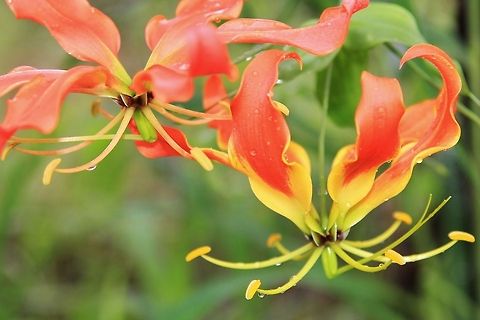 Flame Lily - Striking Colors from Nature A Flame Lily in bloom, as seen in the wilds of Namibia, southwestern Africa.  This is also Zimbabwe's national flower.  Although this wild flowering plant is highly poisonous, porcupines seem to be unaffected as it regularly eats this plants tubers and roots.   Geotagged,Gloriosa superba,Namibia,Summer,beautiful,bloom,bright,crimson,flower,red,summer,vivid
