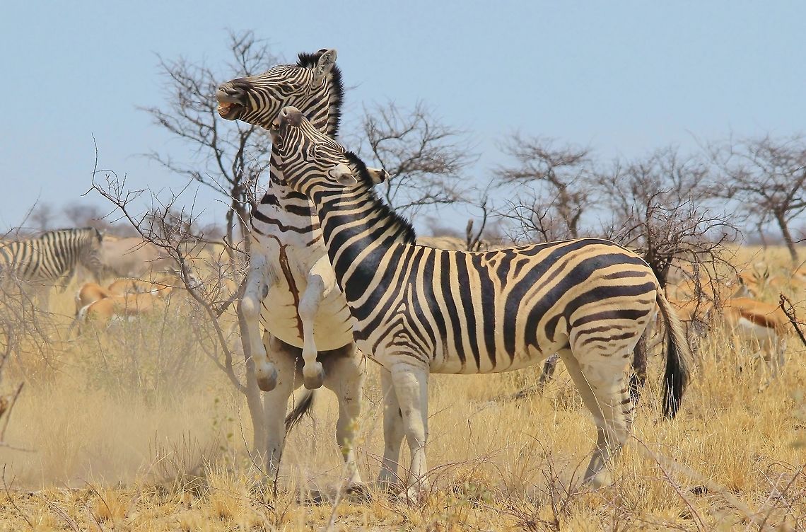 Burchell's Zebra - Fighting for Dominance A pair of Burchell&#039;s zebra stallions fight for dominance.  Such fights can be vicious with severe bites leaving scars and potentially death through infection.  Photographed in the wilds of Namibia, southwestern Africa.  Burchells zebra,Equus quagga burchellii,Geotagged,Namibia,Winter,anger,display,dominance,fight,lines,markings,stallion,stripes